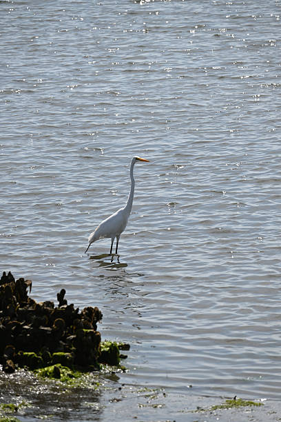 istock Great White Egret in Shallow Water with mussels and algae 2209458539