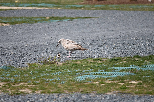 Eye-level view of a single seagull standing on a patch of grass near a gravel surface.  The seagull is light grey in color.  Patches of green grass and small puddles of blue-green water are visible in the foreground. The background is blurred, showing more gravel. The image has a shallow depth of field, focusing primarily on the bird.  The overall lighting suggests daytime conditions.