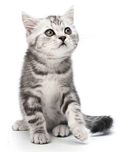 istock Charming tabby gray kitten, sitting isolated on white background. Striped British shorthair small baby cat sitting posing front view, looks to right of camera. Cute portrait animal Pet Studio shot 2209461268