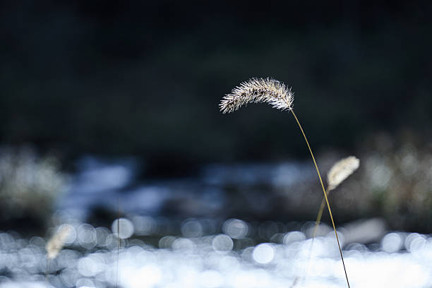 A sparkling background and a green foxtail.