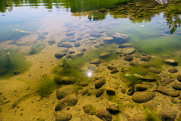 A serene water surface glistens under warm sunlight, showcasing gentle ripples and clear reflections