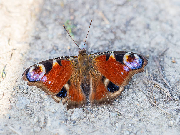 istock Peacock butterfly on the ground among the grass 2209466993