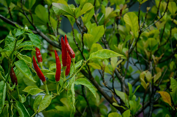many chilies fruits on there own trees
