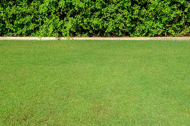 istock a green bush wall wiith green lawn 2209468349