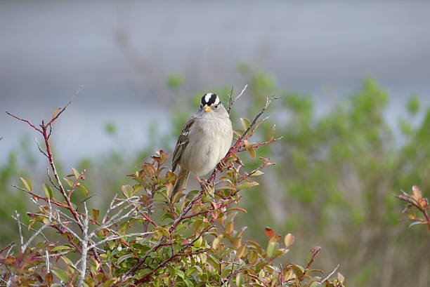 istock Birds of Newport, Oregon 2209469534