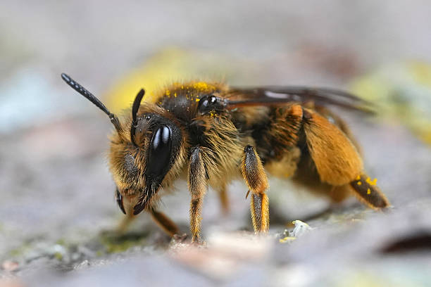 istock Closeup on a female Buff-tailed mining bee, Catsear mining bee, Andrena humilis 2209470702