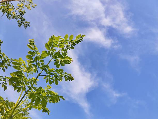 istock Low angle view of Moringa leaves (moringa oleifera) 2209471236