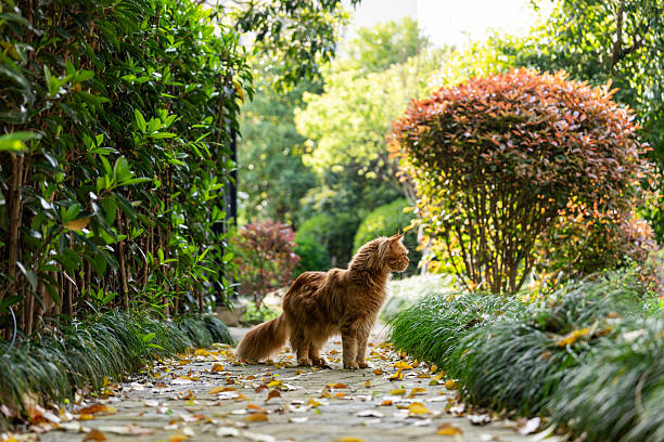 Gorgeous Maine Coon walking on stone footpath,mesmerizing sun that illuminating fur of pet.