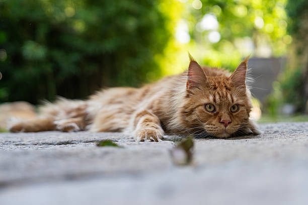 Gorgeous Maine Coon lying on stone footpath,mesmerizing sun that illuminating fur of pet.