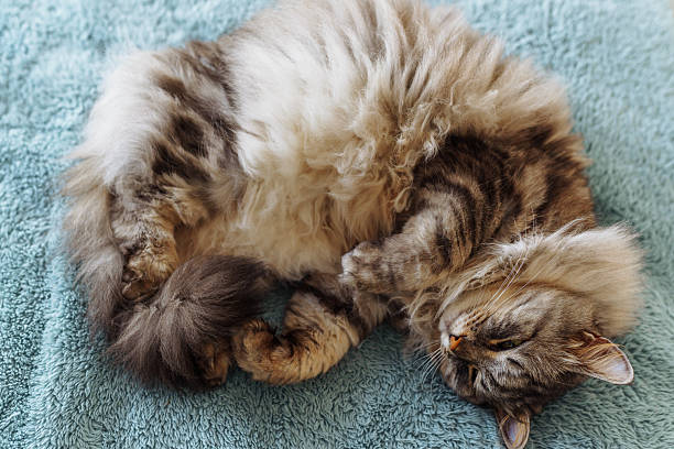istock sleeping fluffy gray domestic cat 2209474494
