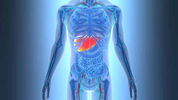 istock Human Internal Digestive Organ Liver Anatomy 2209474756