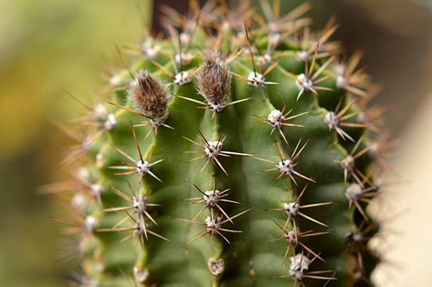 istock easter lily cactus with small buds close up 2209474967