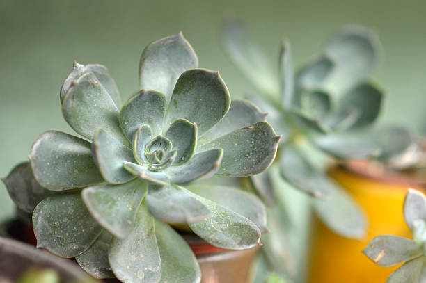 echeveria lilacina succulent