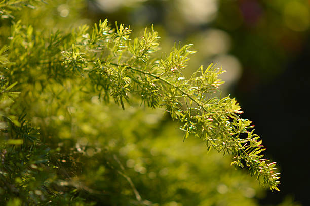istock asparagus fern in the pot 2209475324