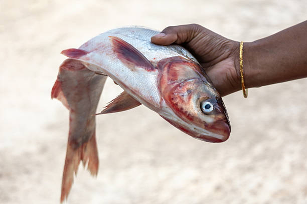 istock A woman's hand holds a fresh, raw Silver carp fish against a blurred background. Its scientific name is Hypophthalmichthys molitrix. This fish is also called Silverfin or Asian carp. 2209475627