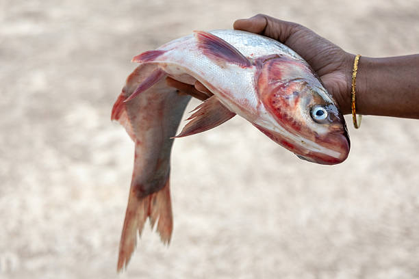 istock Female hand holding a fresh raw Silver carp fish with a blurred background. Its scientific name is Hypophthalmichthys molitrix. This fish is also called Silverfin or Asian carp. 2209475657