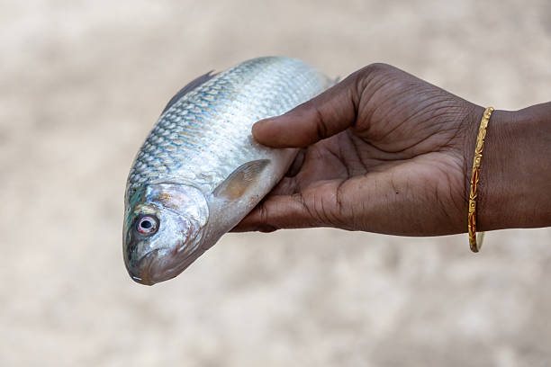 istock Fresh raw mrigal carp fish in a woman's hand with a soft blurred background. Its scientific name is Cirrhinus cirrhosus. This fish, also called white carp, is a species of ray-finned fish. 2209475660