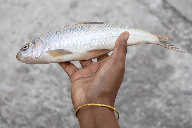 istock A woman's hand holds a fresh, raw mrigal carp fish against a blurred background. Its scientific name is Cirrhinus cirrhosus. This fish, also called white carp, is a species of ray-finned fish. 2209475669