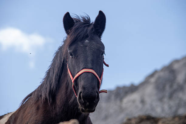 Black Horse Portrait with Red Halter against Mountain Sky