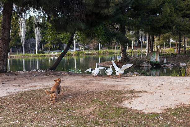 A cocker spaniel joyfully runs toward a group of geese by a tranquil lake surrounded by trees. The scene captures the bond between the dog and nature, showcasing playful curiosity.