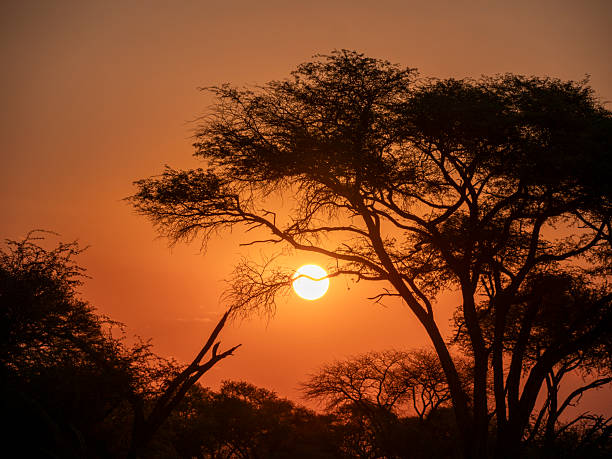 istock Atmospheric sunset in the Okovango Delta. 2209477936