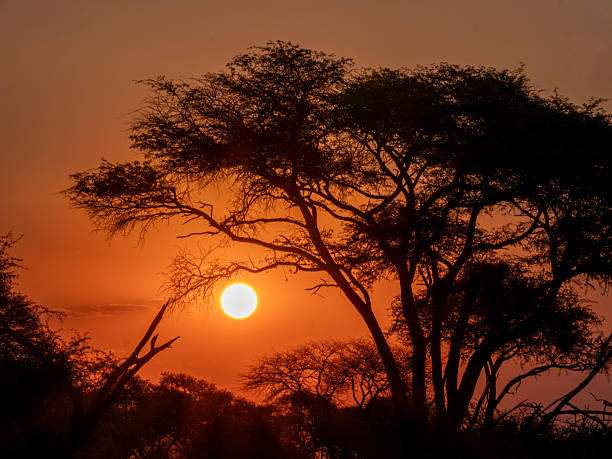 istock Atmospheric sunset in the Okovango Delta. 2209477983