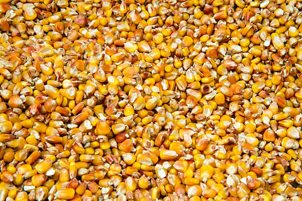 A lot of yellow corn grain. Texture of corn kernels.