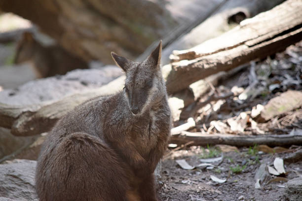 The southern Brush-tailed Rock-wallaby has a characteristic, long, dark tail that is bushier towards the tip.