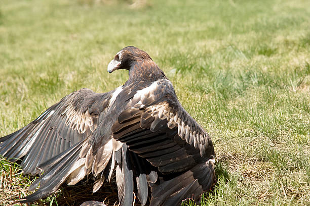 istock the wedge tailed eagle is resting on the ground 2209478897