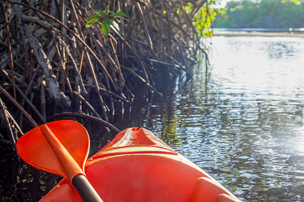 istock Eco tourism, ayak exploring mangrove forest in a tranquil River 2209480889