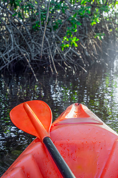 Kayaking in mangrove forest with orange kayak and paddle
