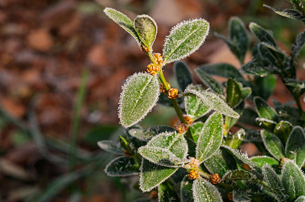 istock Frost-covered evergreen leaves and buds on a chilly autumn morning. 2209481754