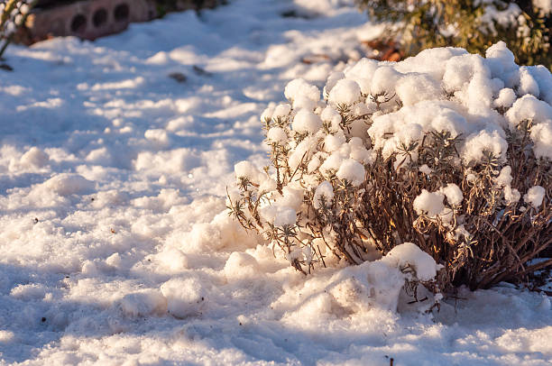 istock A small lavender bush is covered in a thick layer of fresh snow on a bright winter day. 2209481786