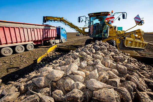 istock Pile of sugar beet, collecting, loading into a truck for transportation 2209485594