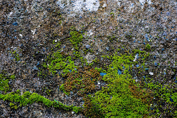 istock Green moss growing on a rough concrete wall 2209486623
