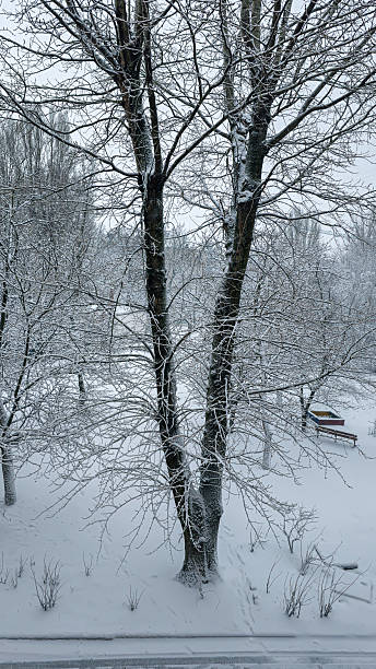 istock Winter weather it is snowing, trees in snow. Snowfall and cold. Light sky. 2209488613