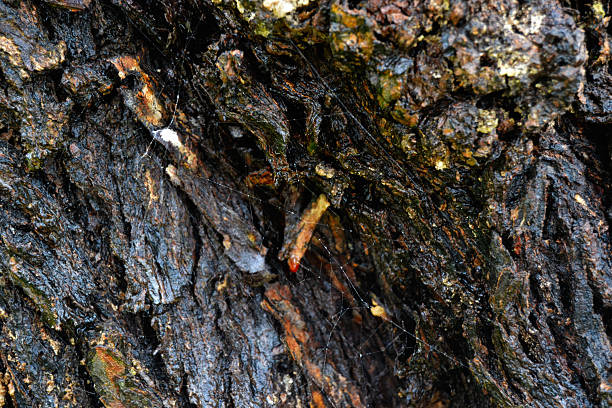 Detailed image of a tree bark surface showing patterns, colors, and rough texture