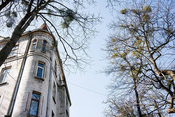 An old stone building near bare trees in a serene environment with clear skies in Lviv, Ukraine.