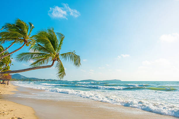istock Tropical beach with golden sand, turquoise waving water and leaning palm trees under bright blue sky on sunny day. Chaweng sandy beach on Koh Samui island, Thailand. Summer vacation destination 2209489921
