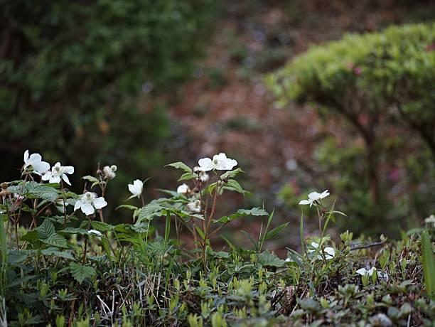 Closeup of mountain avens (Dryas octopetala, Rosaceae) in the Austrian Alps
