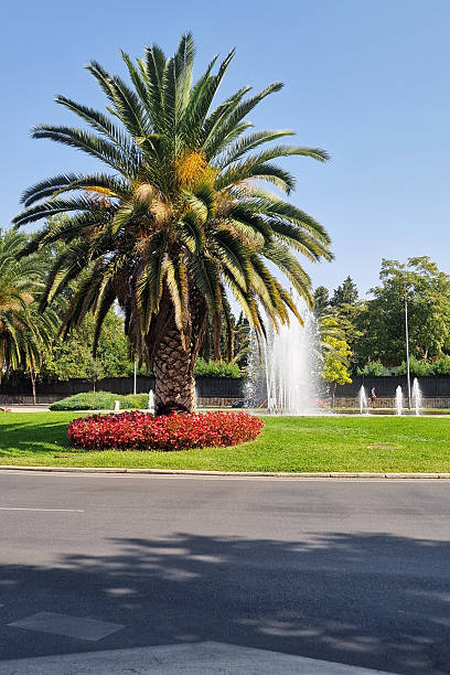 istock modern roundabout with a fountain, palm trees and trees 2209492893