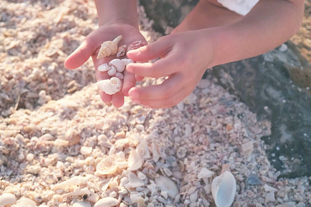 istock Child Collecting Seashells on a Sandy Beach 2209493429