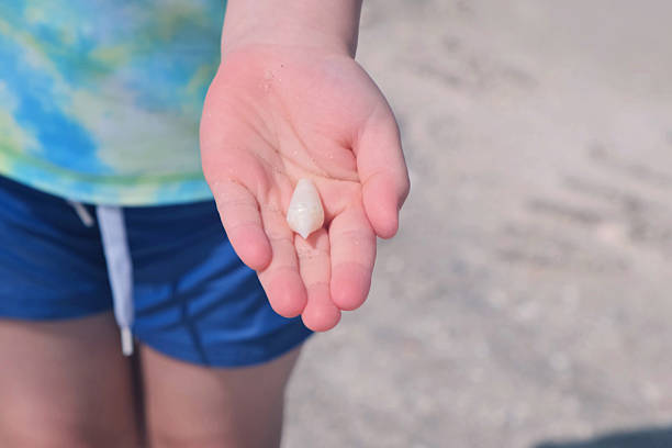 istock Boy Holding Seashell in Hand at the Beach 2209493436