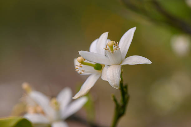 istock Delicate white flowers bloom against a soft background, showcasing nature's beauty during early spring in a serene garden setting 2209497547