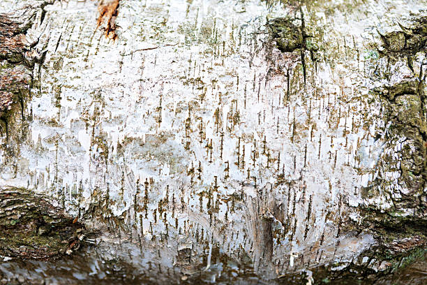 Detailed close-up captures the intricate textures and patterns of tree bark, showcasing shades of white, gray, and brown. This natural artwork embodies the beauty of forest environments.