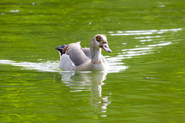 Egyptian goose is swimming on bright green water