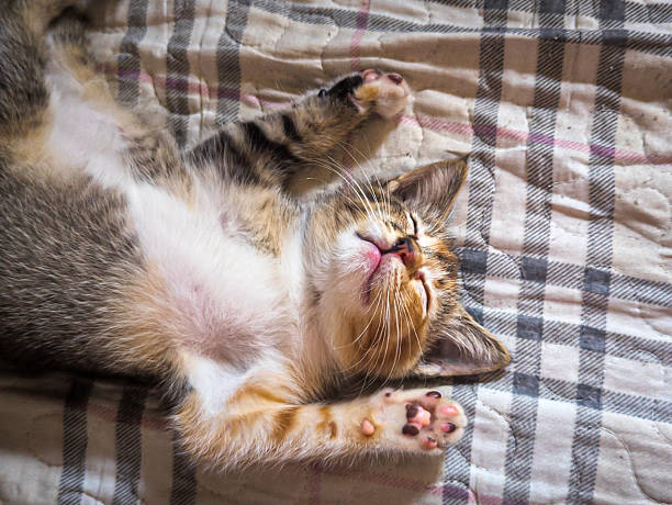 istock A kitten lying on its back with its paws in the air. 2209498466