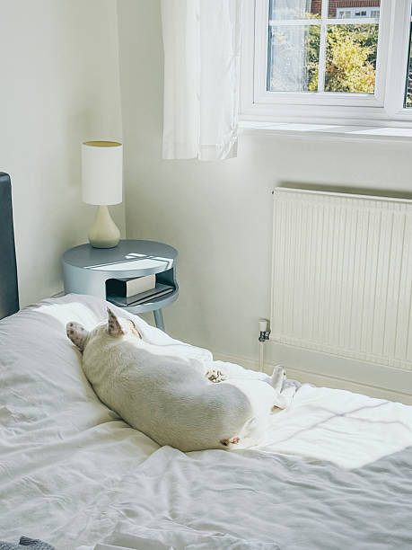 istock French Bulldog Sleeping on Human Bed 2209498992