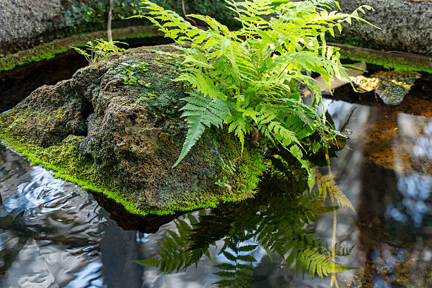 A plant is growing on a rock in a pond