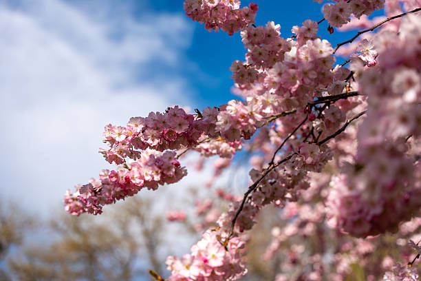 istock A tree with pink flowers is in the foreground 2209501484